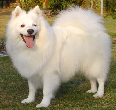 Philippines Japanese Spitz Breeders Grooming Dog Puppies Reviews Articles Muamat