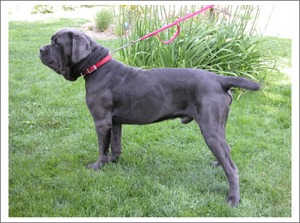 Philippines Neapolitan Mastiff Breeders, Grooming, Dog, Puppies, Reviews, Articles