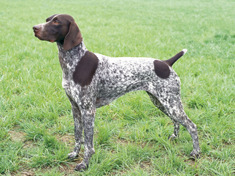 Philippines German Shorthaired Pointer Breeders Grooming Dog