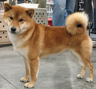 New Zealand Shiba Inu Breeders Grooming Dog Puppies