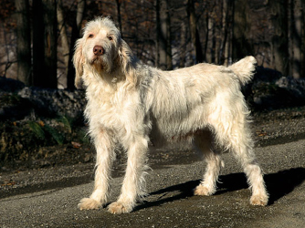 New Zealand Spinone Italiano Breeders, Grooming, Dog, Puppies, Reviews, Articles