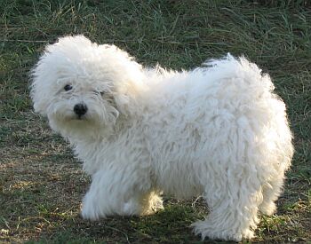 Singapore Bolognese Breeders, Grooming, Dog, Puppies, Reviews, Articles