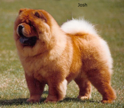 Singapore Chow Chow Breeders, Grooming, Dog, Puppies, Reviews, Articles