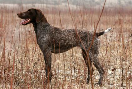 Singapore German Shorthaired Pointer Breeders Grooming Dog