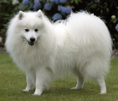 Singapore Japanese Spitz Breeders Grooming Dog Puppies Reviews Articles Muamat