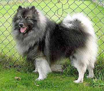 Malaysia Keeshond Breeders, Grooming, Dog, Puppies, Reviews, Articles ...