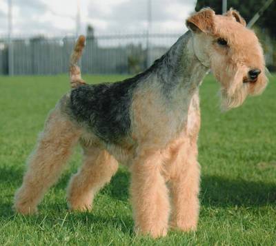 Singapore Lakeland Terrier Breeders, Grooming, Dog, Puppies, Reviews, Articles