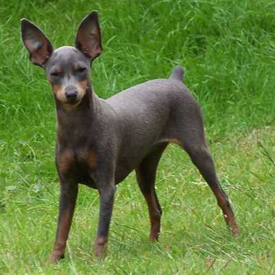 Singapore Miniature Pinscher Breeders, Grooming, Dog, Puppies, Reviews, Articles