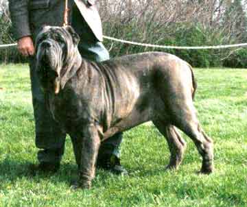 Singapore Neapolitan Mastiff Breeders, Grooming, Dog, Puppies, Reviews, Articles