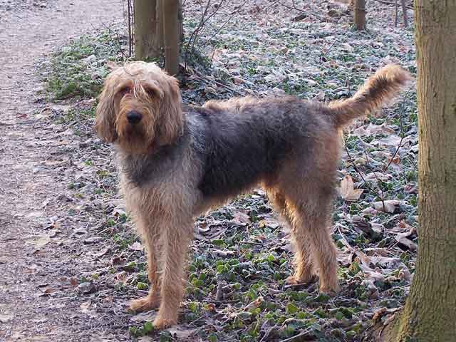 Singapore Otterhound Breeders, Grooming, Dog, Puppies, Reviews, Articles