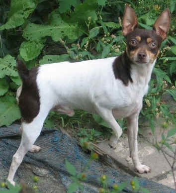 Singapore Toy Fox Terrier Breeders, Grooming, Dog, Puppies, Reviews, Articles