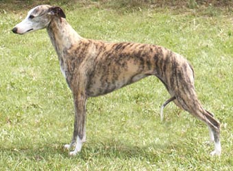 Singapore Whippet Breeders, Grooming, Dog, Puppies, Reviews, Articles
