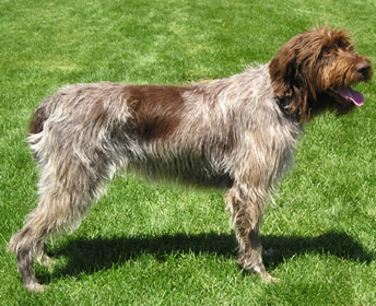 Singapore Wirehaired Pointing Griffon Breeders, Grooming, Dog, Puppies, Reviews, Articles