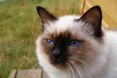 India, Birman Breeders, Grooming, Cat, Kittens, Reviews, Articles