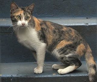 India, Brazilian Shorthair Breeders, Grooming, Cat, Kittens, Reviews, Articles