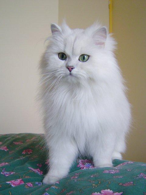 Pakistan, British Longhair Breeders, Grooming, Cat, Kittens, Reviews, Articles