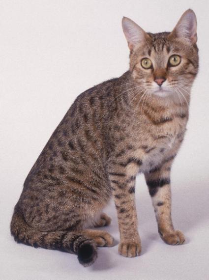 Pakistan, California Spangled Cat Breeders, Grooming, Cat, Kittens, Reviews, Articles