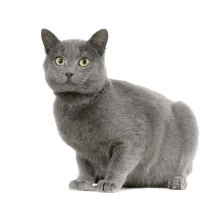 Pakistan, Chartreux Breeders, Grooming, Cat, Kittens, Reviews, Articles