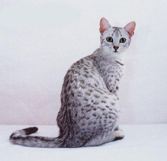 India, Egyptian Mau cat Breeders, Grooming, Cat, Kittens, Reviews, Articles
