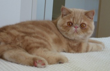 Pakistan Exotic Shorthair Breeders Grooming Cat Kittens