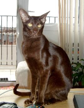 India, Havana Brown cat Breeders, Grooming, Cat, Kittens, Reviews, Articles
