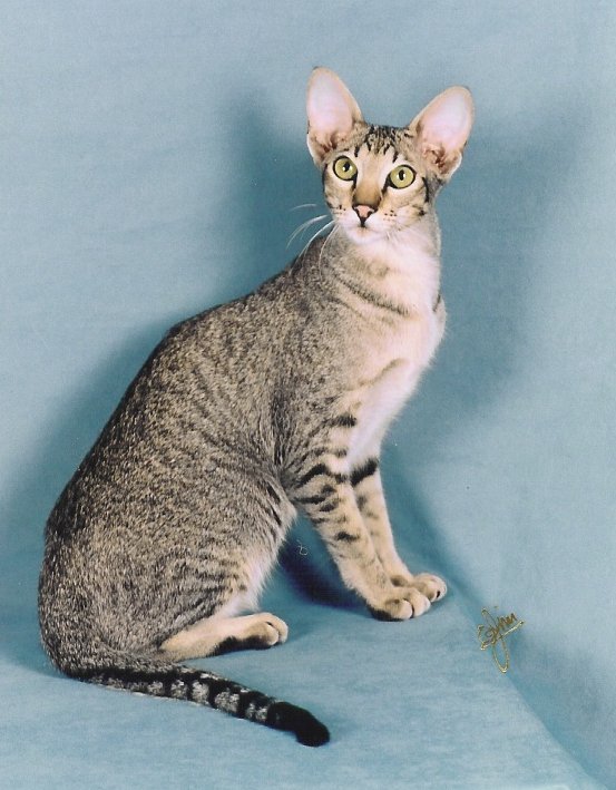 India, Oriental Shorthair Breeders, Grooming, Cat, Kittens, Reviews, Articles