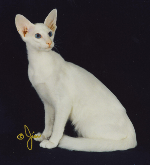 Pakistan, Oriental Longhair Breeders, Grooming, Cat, Kittens, Reviews, Articles