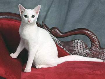 India, Russian White Breeders, Grooming, Cat, Kittens, Reviews, Articles