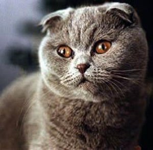 India, Scottish Fold Breeders, Grooming, Cat, Kittens, Reviews, Articles