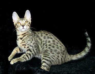 Pakistan, Serengeti Breeders, Grooming, Cat, Kittens, Reviews, Articles