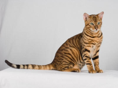 Pakistan, Toyger Breeders, Grooming, Cat, Kittens, Reviews, Articles