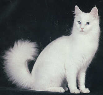 Pakistan, Turkish Angora Breeders, Grooming, Cat, Kittens, Reviews, Articles