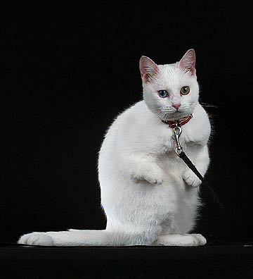 Pakistan, Twisty Breeders, Grooming, Cat, Kittens, Reviews, Articles