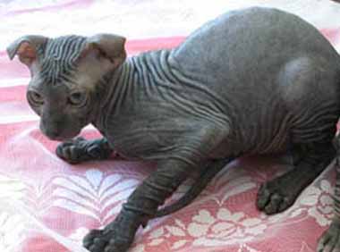 Pakistan, Ukrainian Levkoy Breeders, Grooming, Cat, Kittens, Reviews, Articles