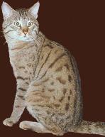 India, Ussuri Breeders, Grooming, Cat, Kittens, Reviews, Articles