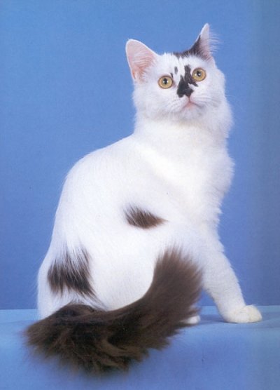 India, York Chocolate Breeders, Grooming, Cat, Kittens, Reviews, Articles