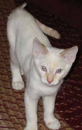 Pakistan, Colorpoint Shorthair Breeders, Grooming, Cat, Kittens, Reviews, Articles