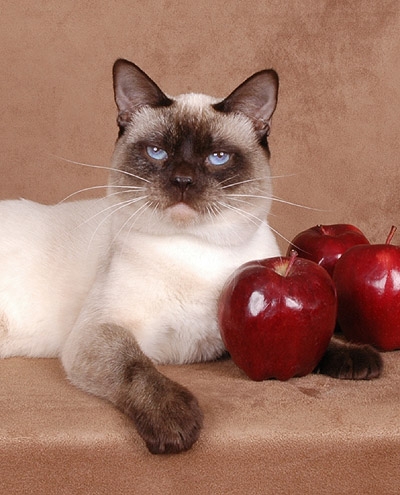 USA Thai/Old-style Siamese Breeders, Grooming, Cat, Kittens, Reviews, Articles