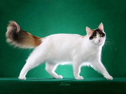 Canada Turkish Van Breeders, Grooming, Cat, Kittens, Reviews, Articles