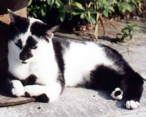 UK Twisty Cat/Squitten Breeders, Grooming, Cat, Kittens, Reviews, Articles