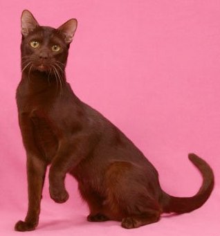UK Havana Brown Breeders, Grooming, Cat, Kittens, Reviews, Articles
