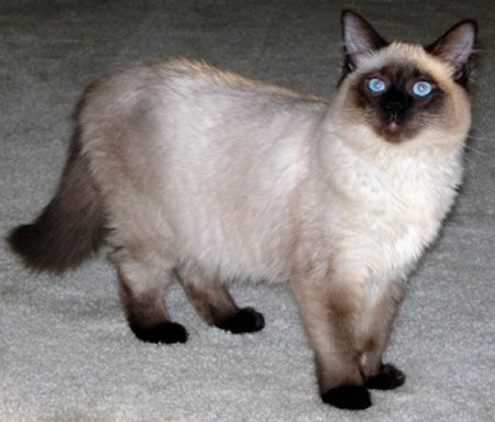 Ireland Balinese Breeders, Grooming, Cat, Kittens, Reviews, Articles