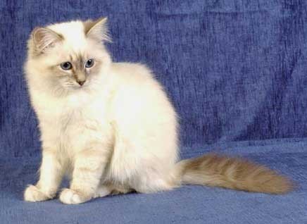 Ireland Birman Breeders, Grooming, Cat, Kittens, Reviews, Articles