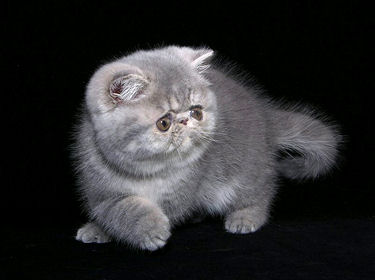 Australia Exotic Shorthair Breeders Grooming Cat Kittens Reviews Articles Muamat