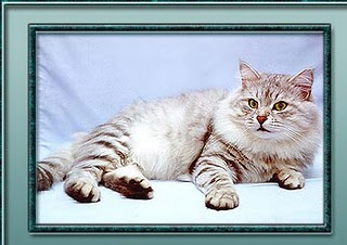 Australia Russian White, Black and Tabby Breeders, Grooming, Cat, Kittens, Reviews, Articles