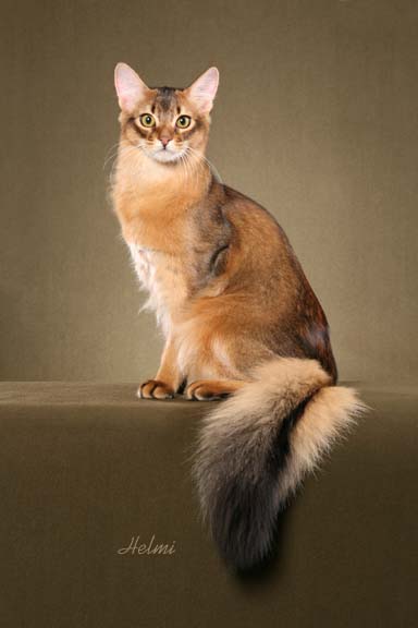Philippines Somali Breeders, Grooming, Cat, Kittens, Reviews, Articles