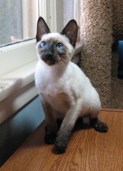 Ireland Thai/Old-style Siamese Breeders, Grooming, Cat, Kittens, Reviews, Articles