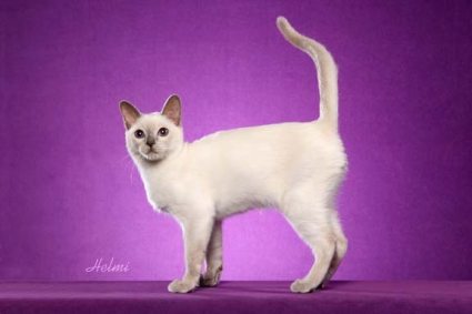 Australia Tonkinese Breeders, Grooming, Cat, Kittens, Reviews, Articles