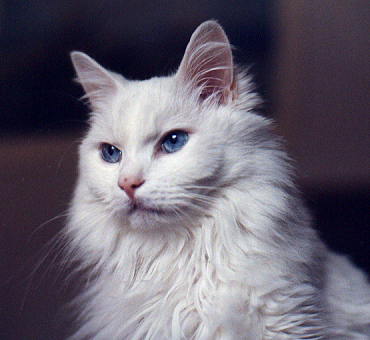 Australia Turkish Angora Breeders, Grooming, Cat, Kittens, Reviews, Articles