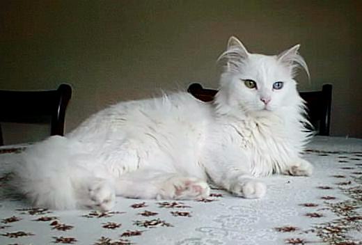 Ireland Turkish Vankedisi Breeders, Grooming, Cat, Kittens, Reviews, Articles